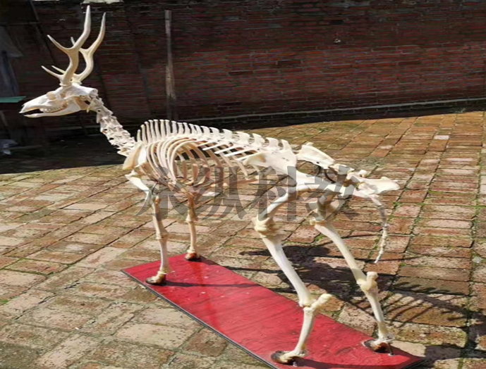 广州动物骨骼标本