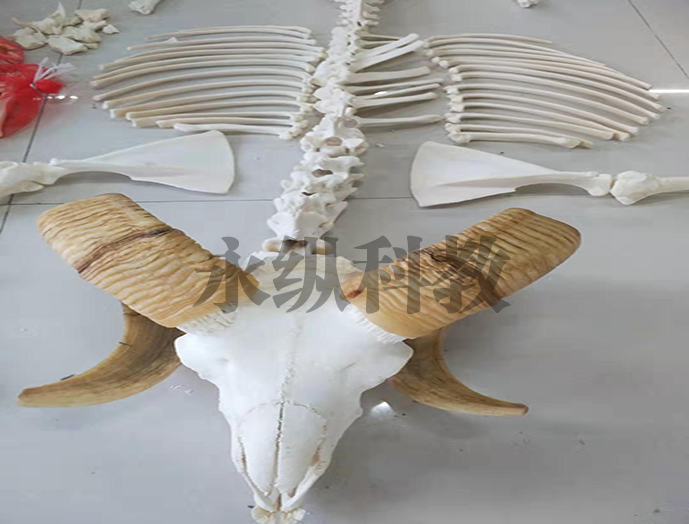 呼伦贝尔动物骨骼标本