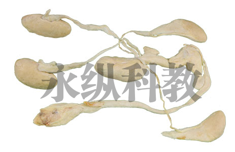 鄂州动物解剖塑化标本