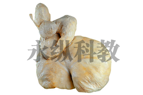 锦州动物解剖塑化标本