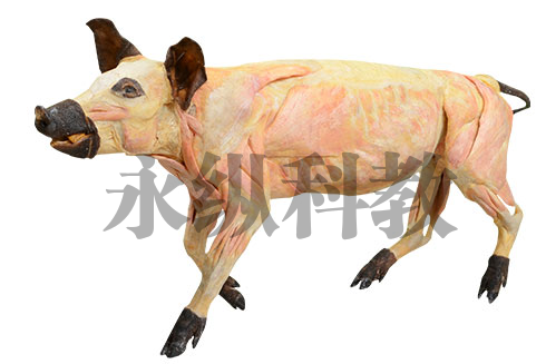 宣城动物解剖塑化标本
