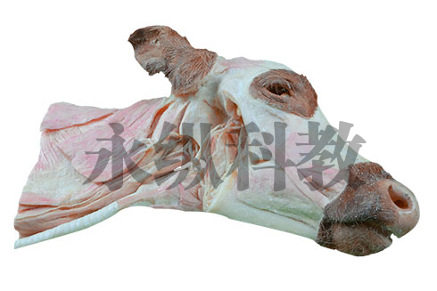 黔东南动物解剖塑化标本