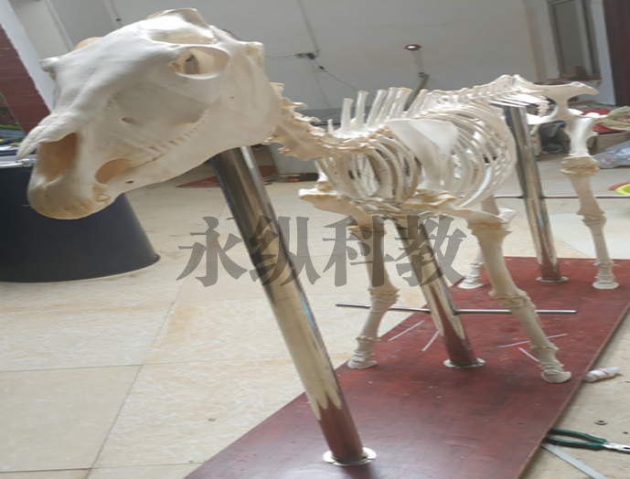 绍兴动物骨骼标本