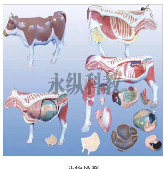 动物解剖医学标本