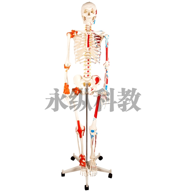 南京解剖模型