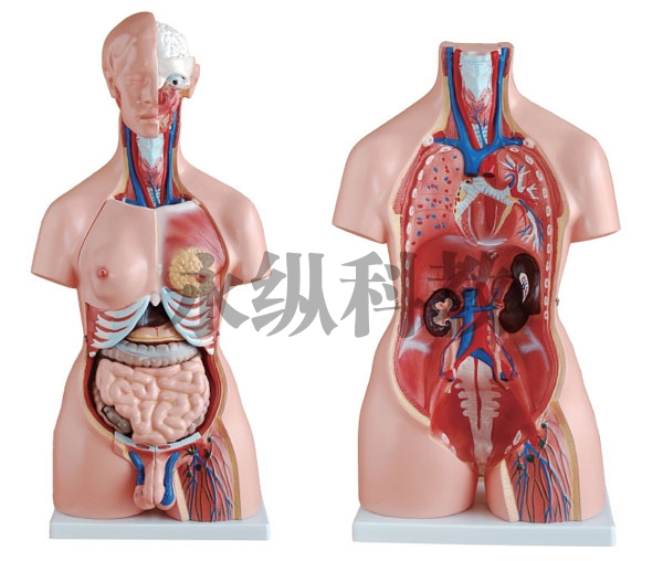 镇江解剖模型