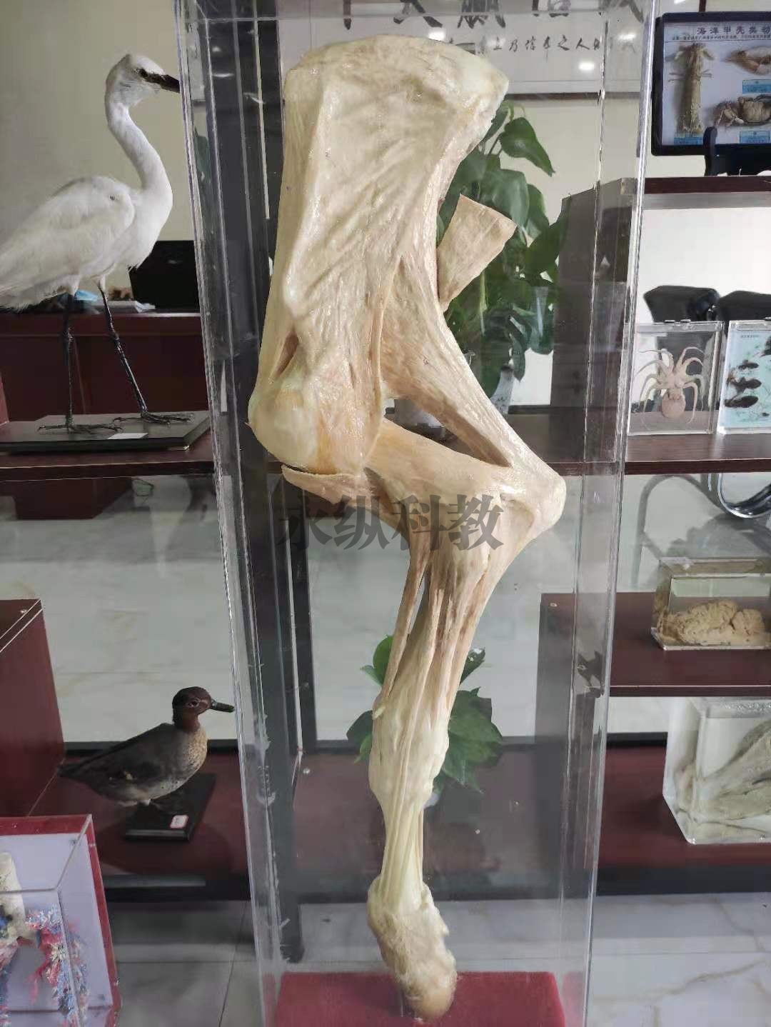 阜阳动物解剖塑化标本