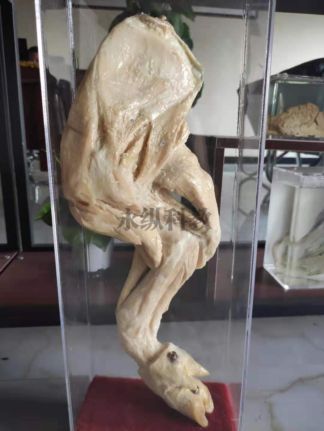 阿坝动物解剖塑化标本