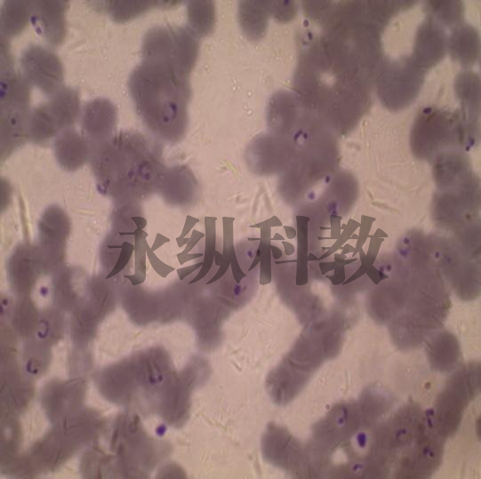 锦州恶性疟原虫