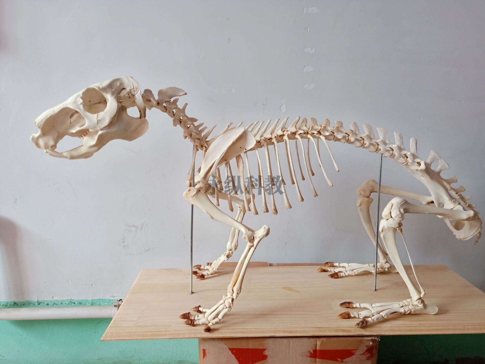 清远动物骨骼标本