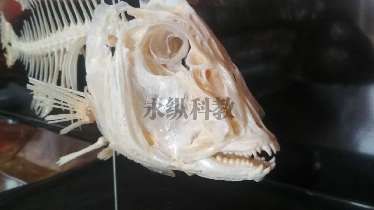 柳州动物骨骼标本