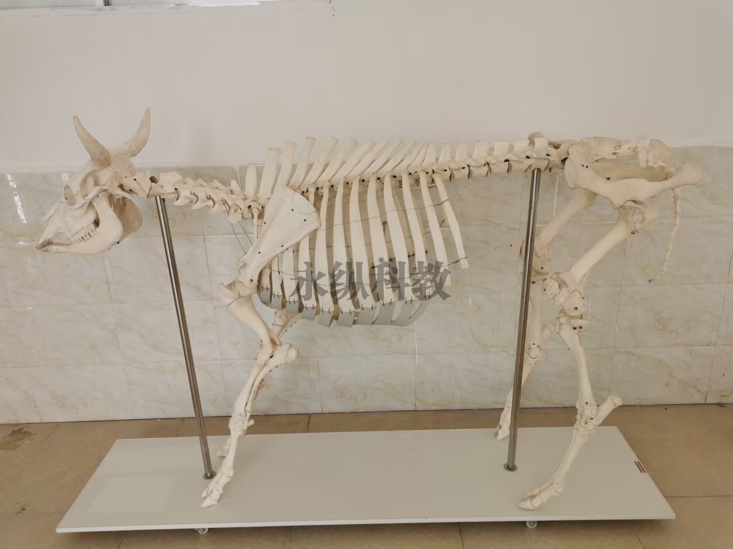 林芝动物骨骼标本