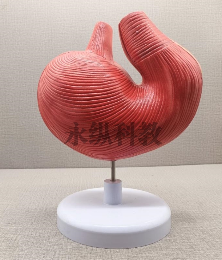 南京动物模型