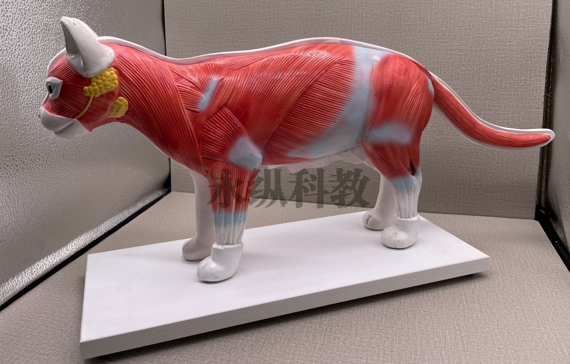 林芝动物模型