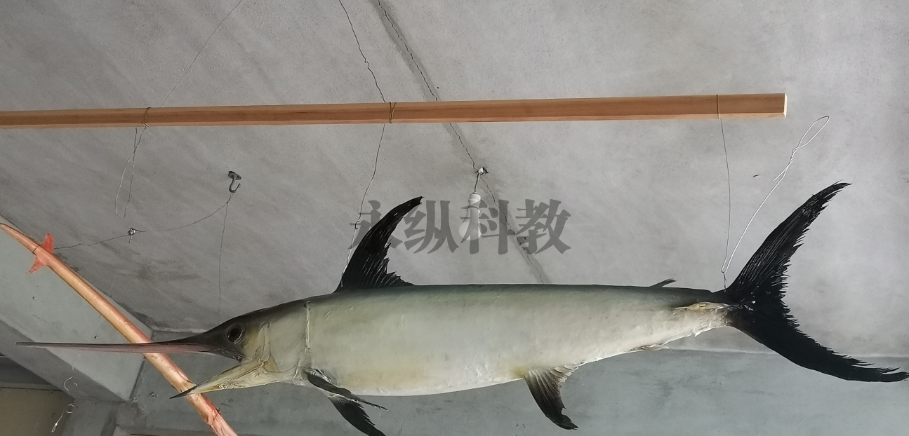 陵水黎族自治县鱼类标本