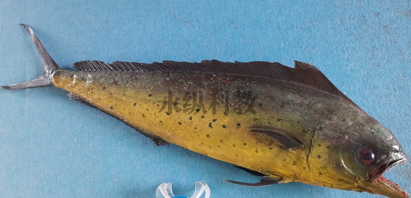 澄迈县鱼类标本
