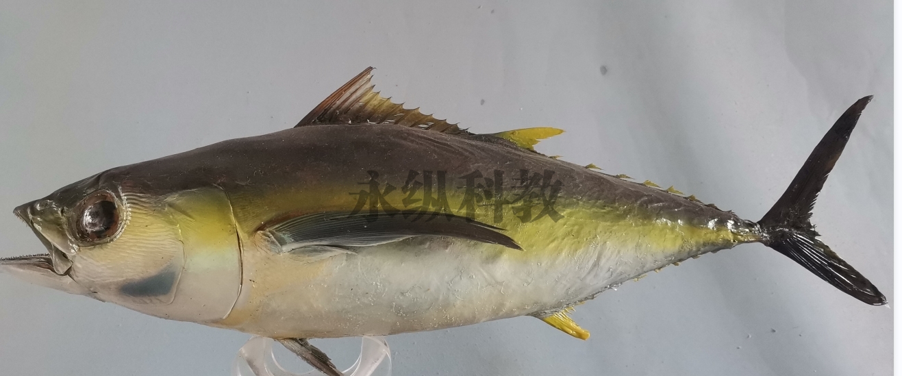 佳木斯鱼类标本