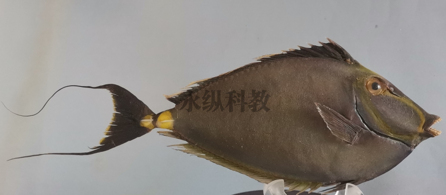 抚州鱼类标本