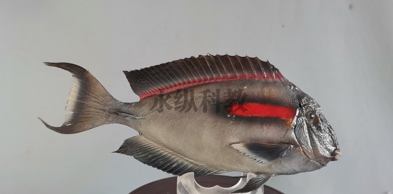 蚌埠鱼类标本