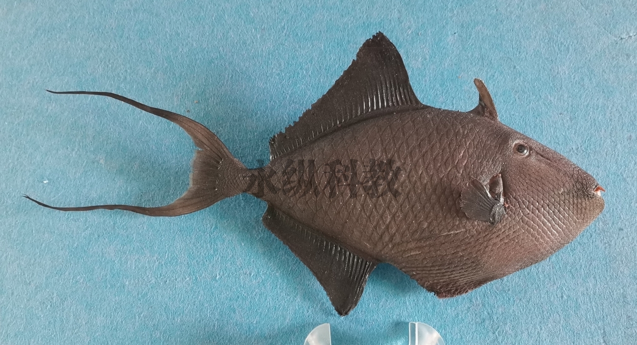 庆阳鱼类标本