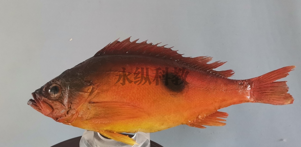 赤峰鱼类标本