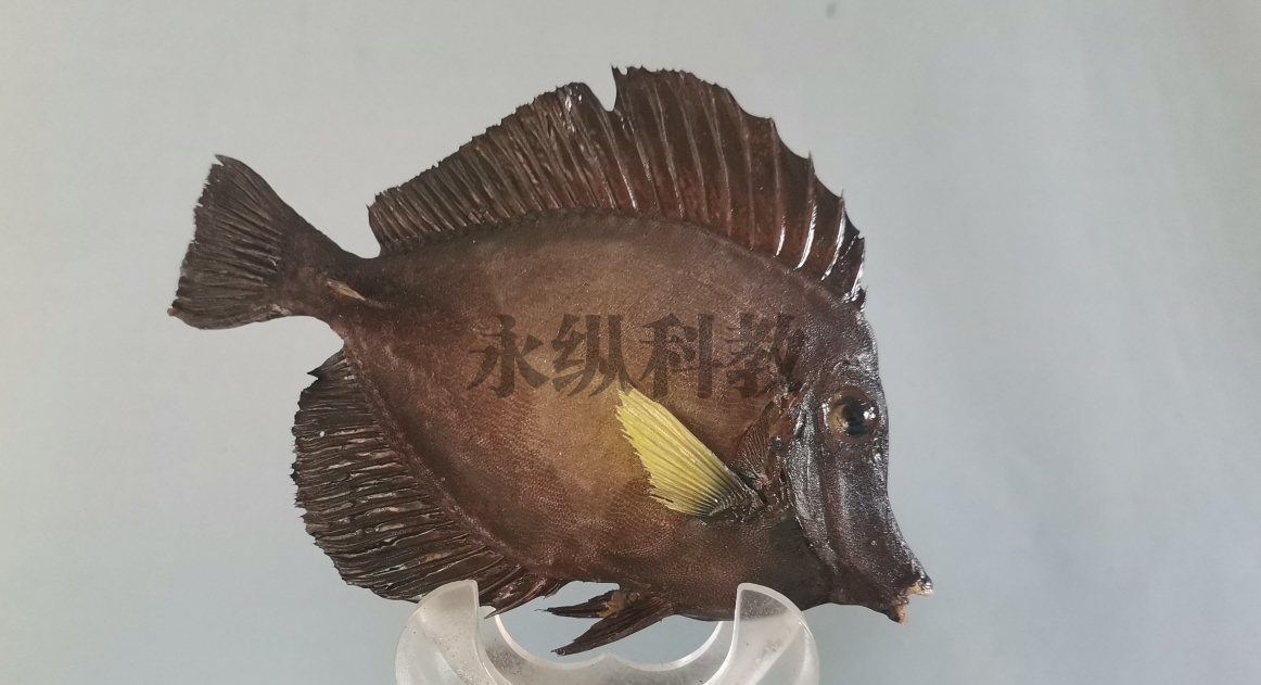 铜川鱼类标本