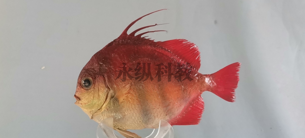 九江鱼类标本