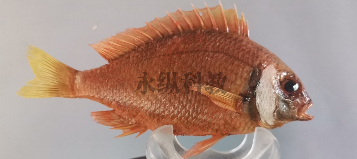 柳州鱼类标本