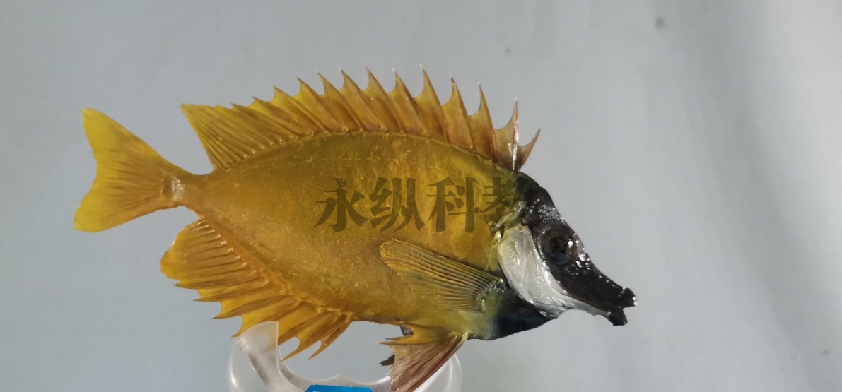 庆阳鱼类标本
