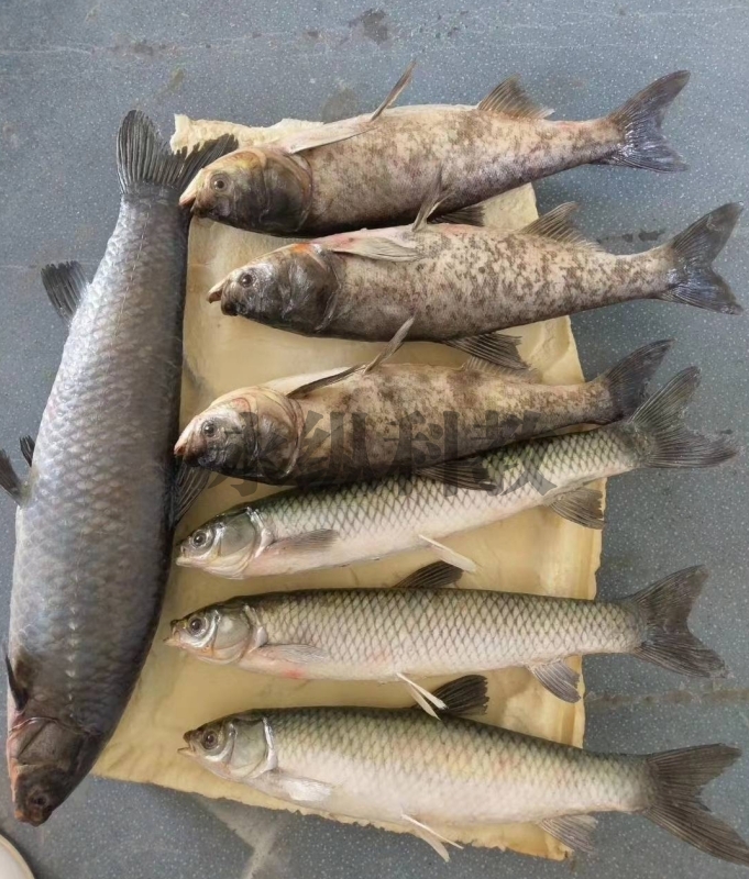 柳州鱼类标本