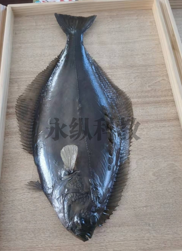 广州鱼类标本