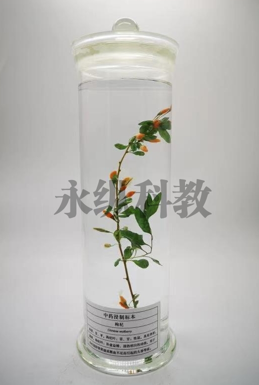 徐州植物浸制标本