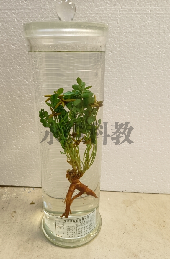 忻州植物浸制标本