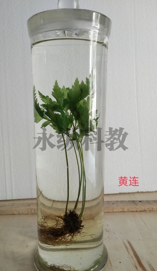 锦州植物浸制标本