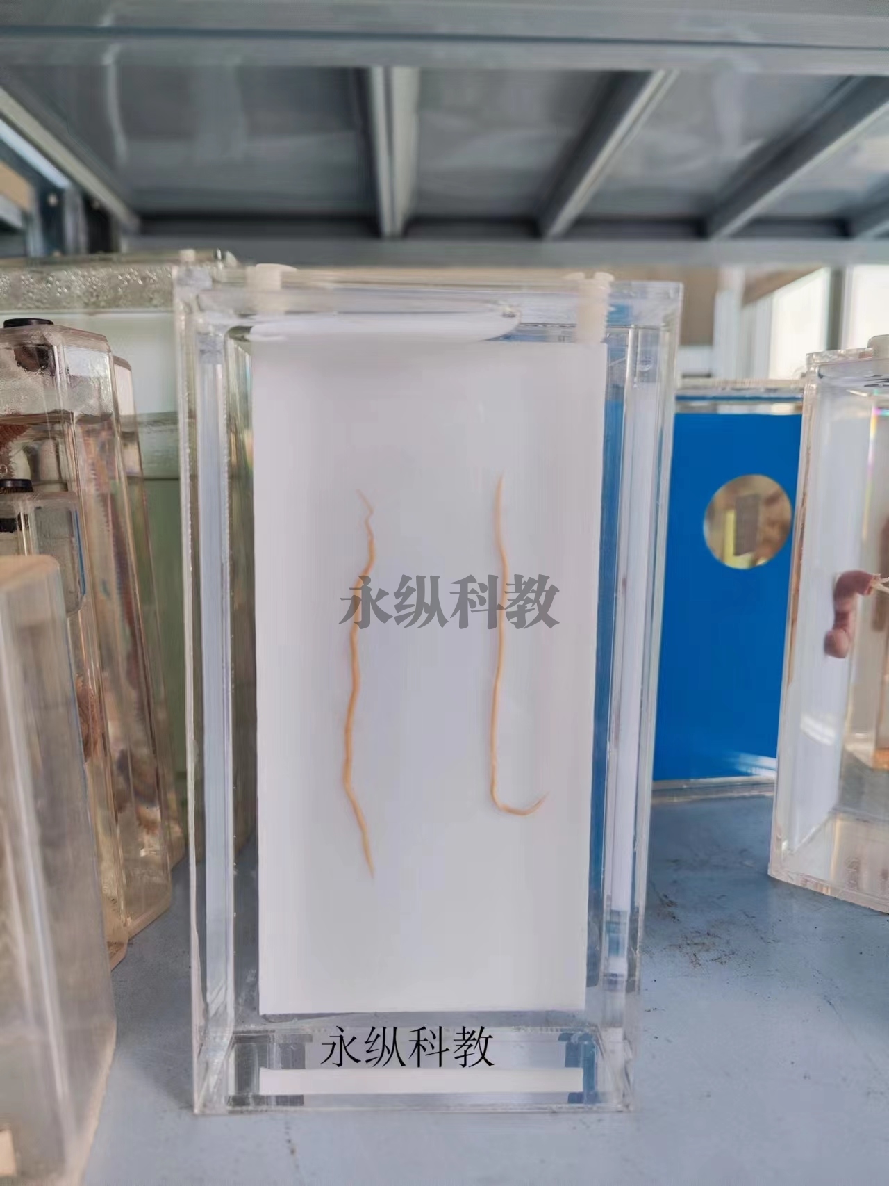 广安寄生虫浸制标本