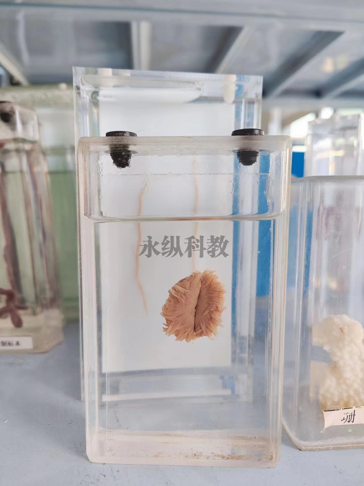 郑州寄生虫浸制标本