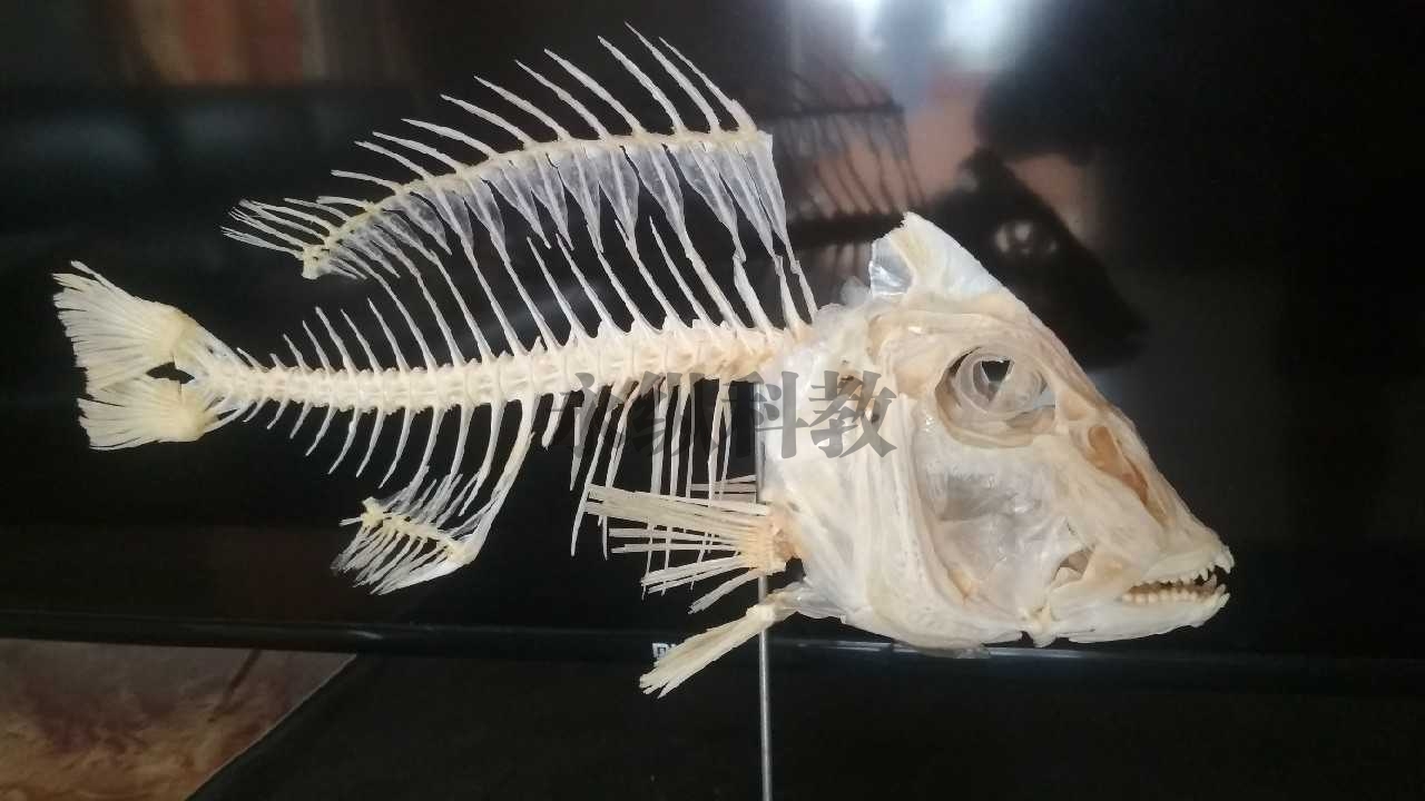 甘孜动物骨骼标本
