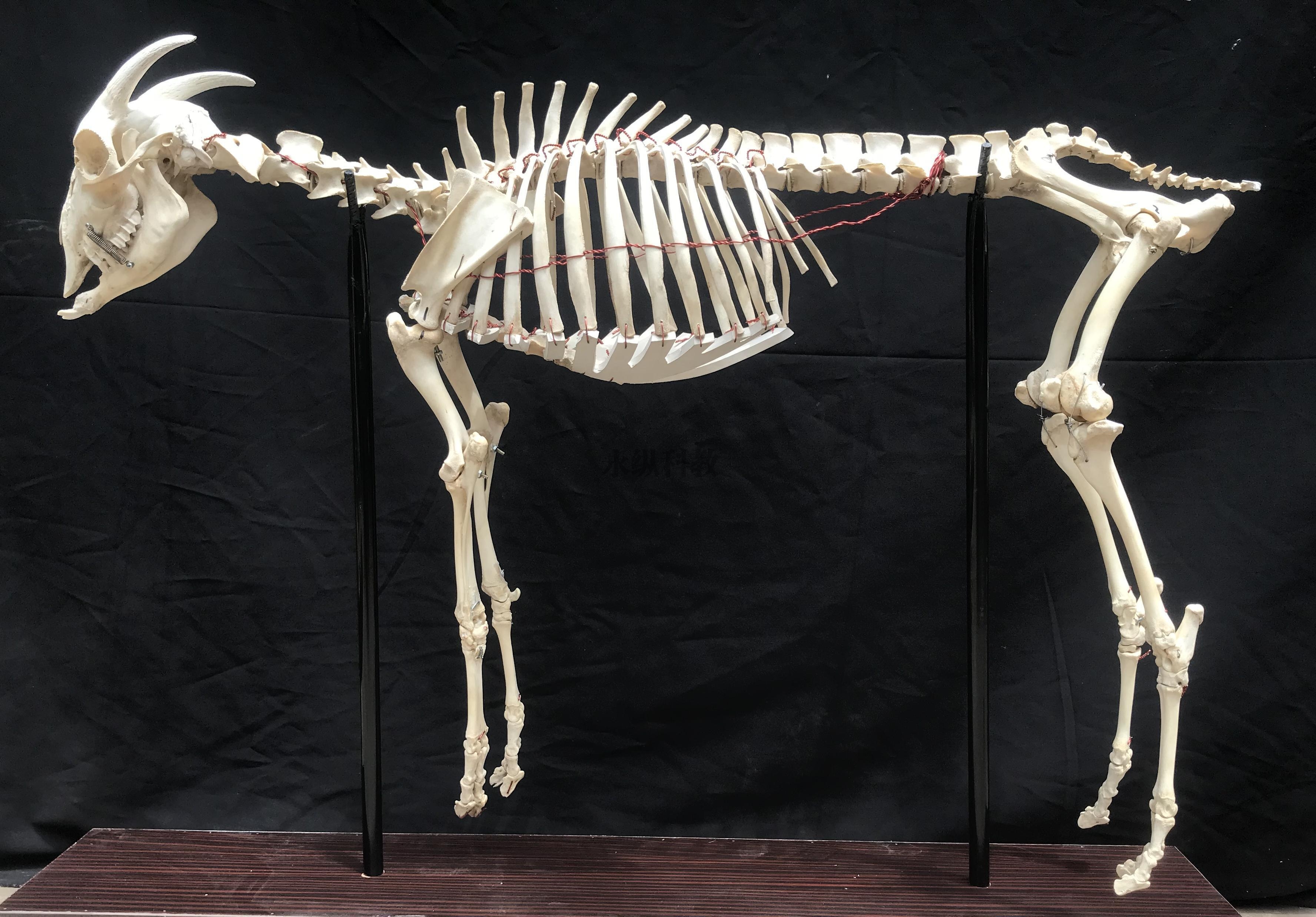 黄石动物骨骼标本