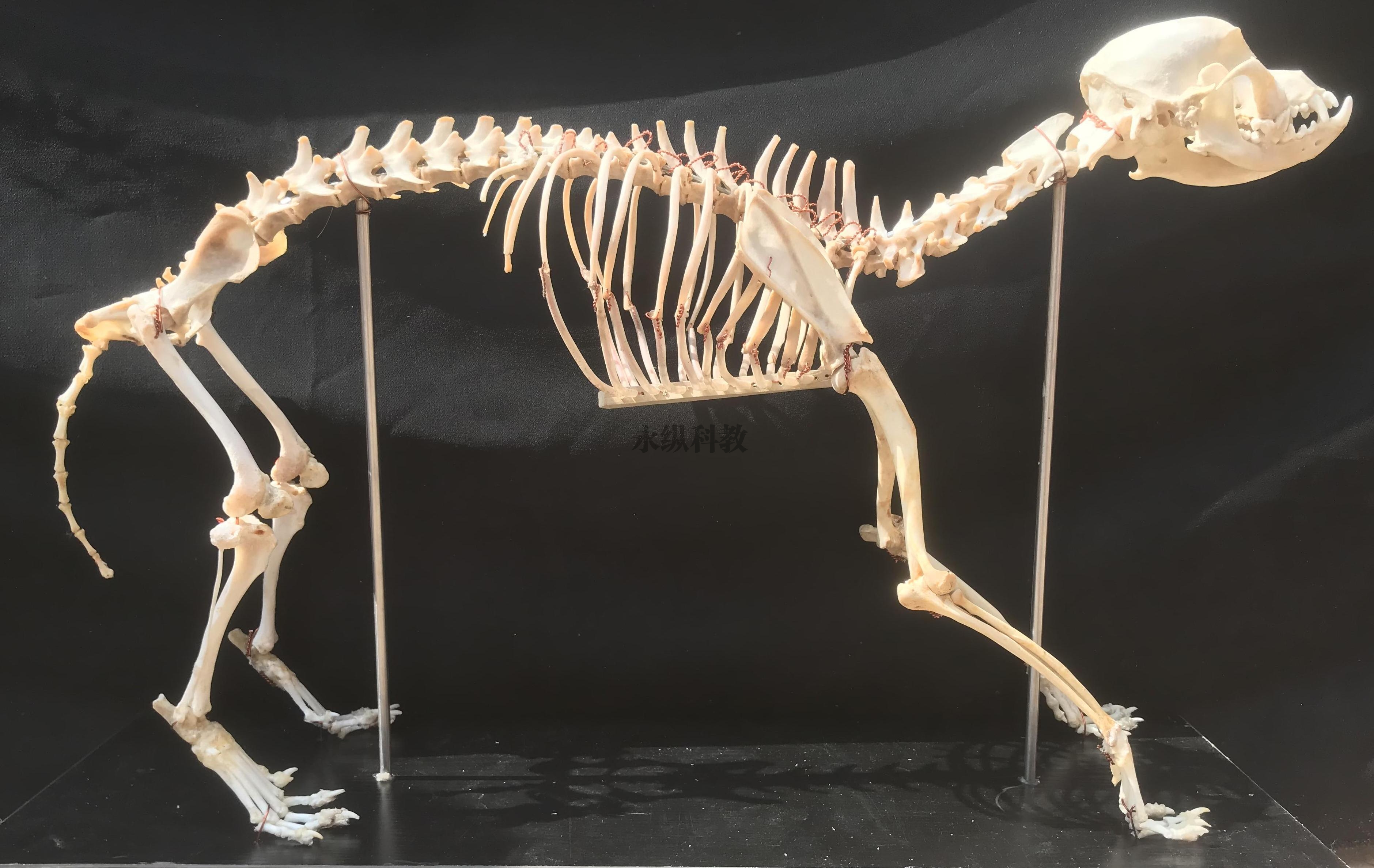 玉溪动物骨骼标本