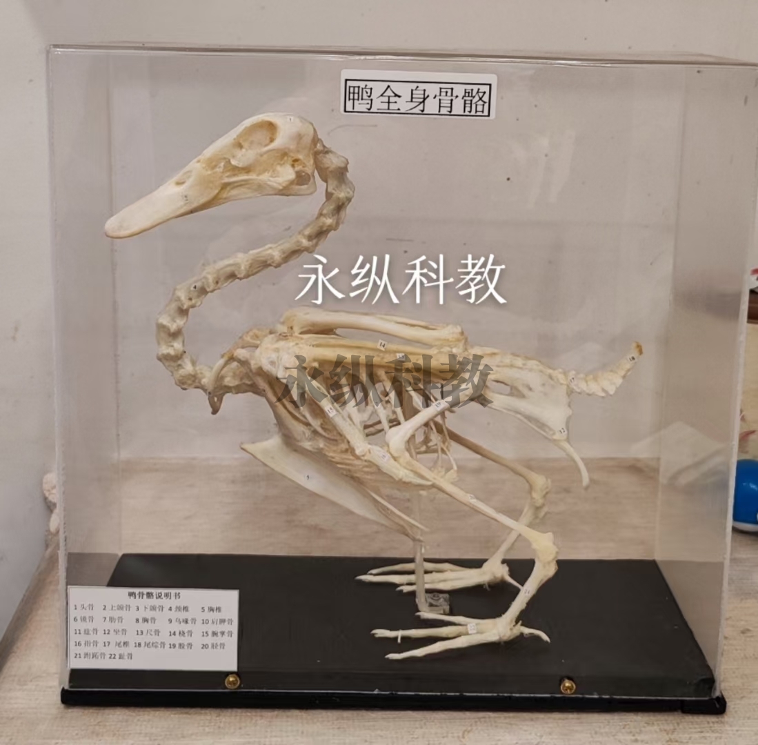 徐州动物骨骼标本