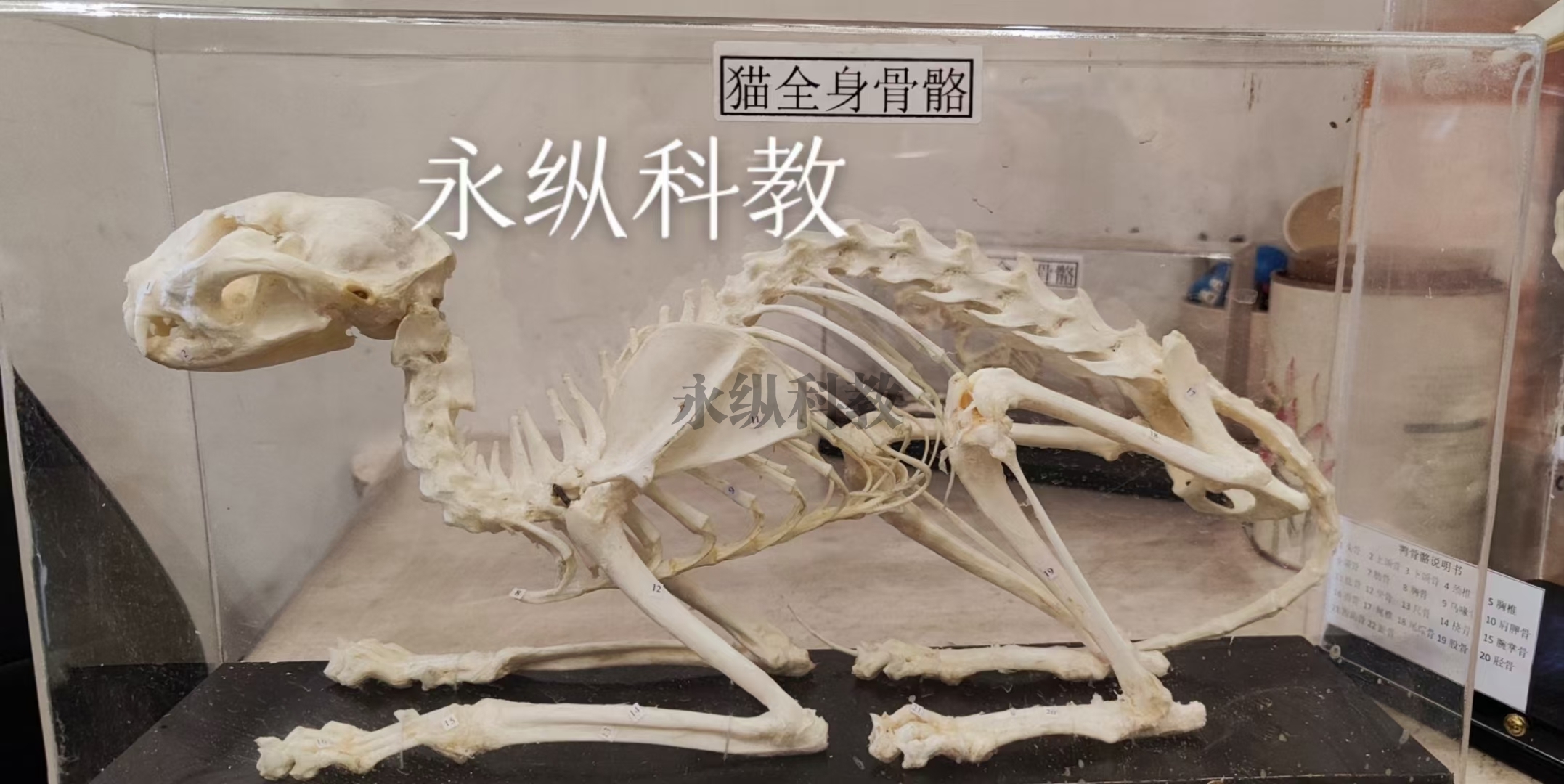 日喀则动物骨骼标本