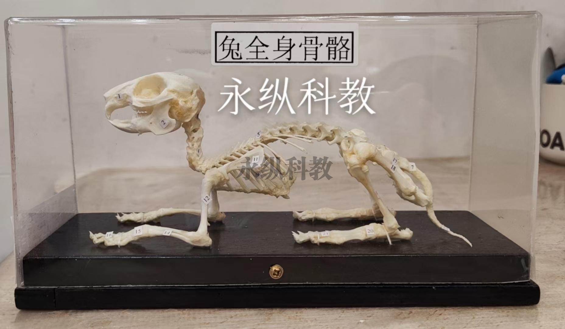 丹东动物骨骼标本
