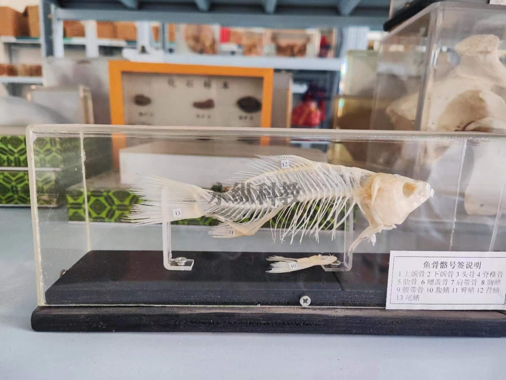 锦州动物骨骼标本