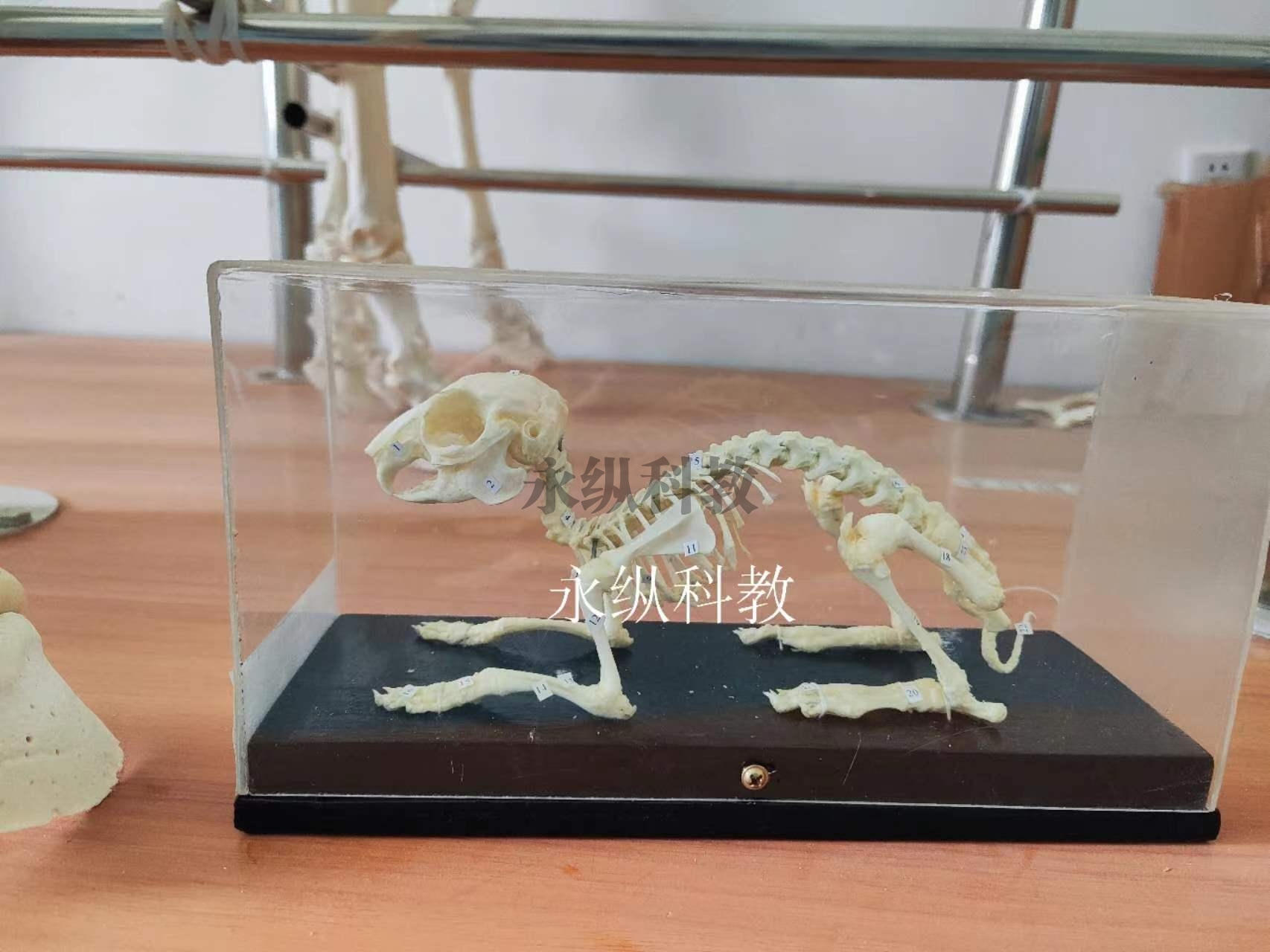 鹤岗动物骨骼标本