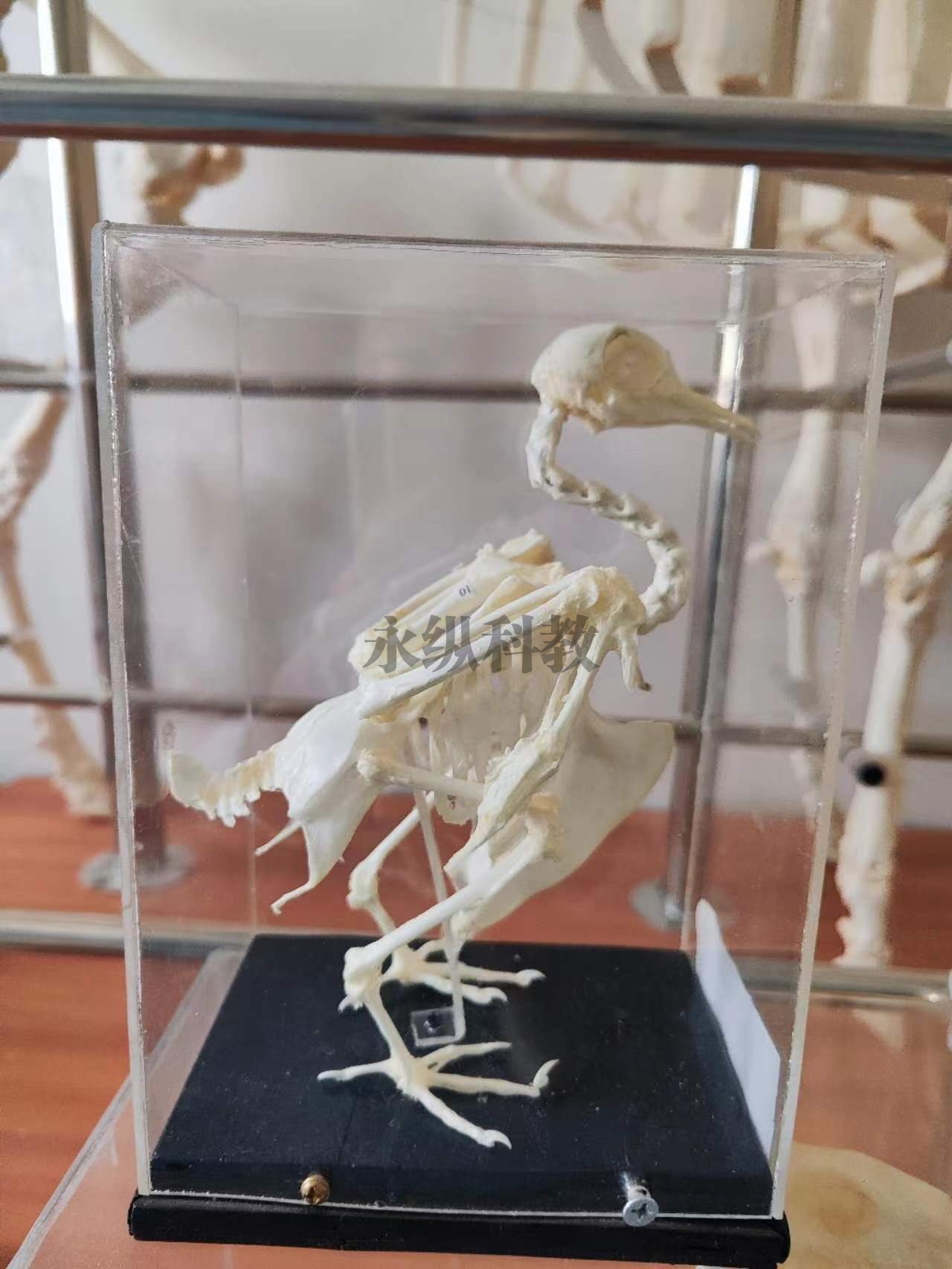 徐州动物骨骼标本