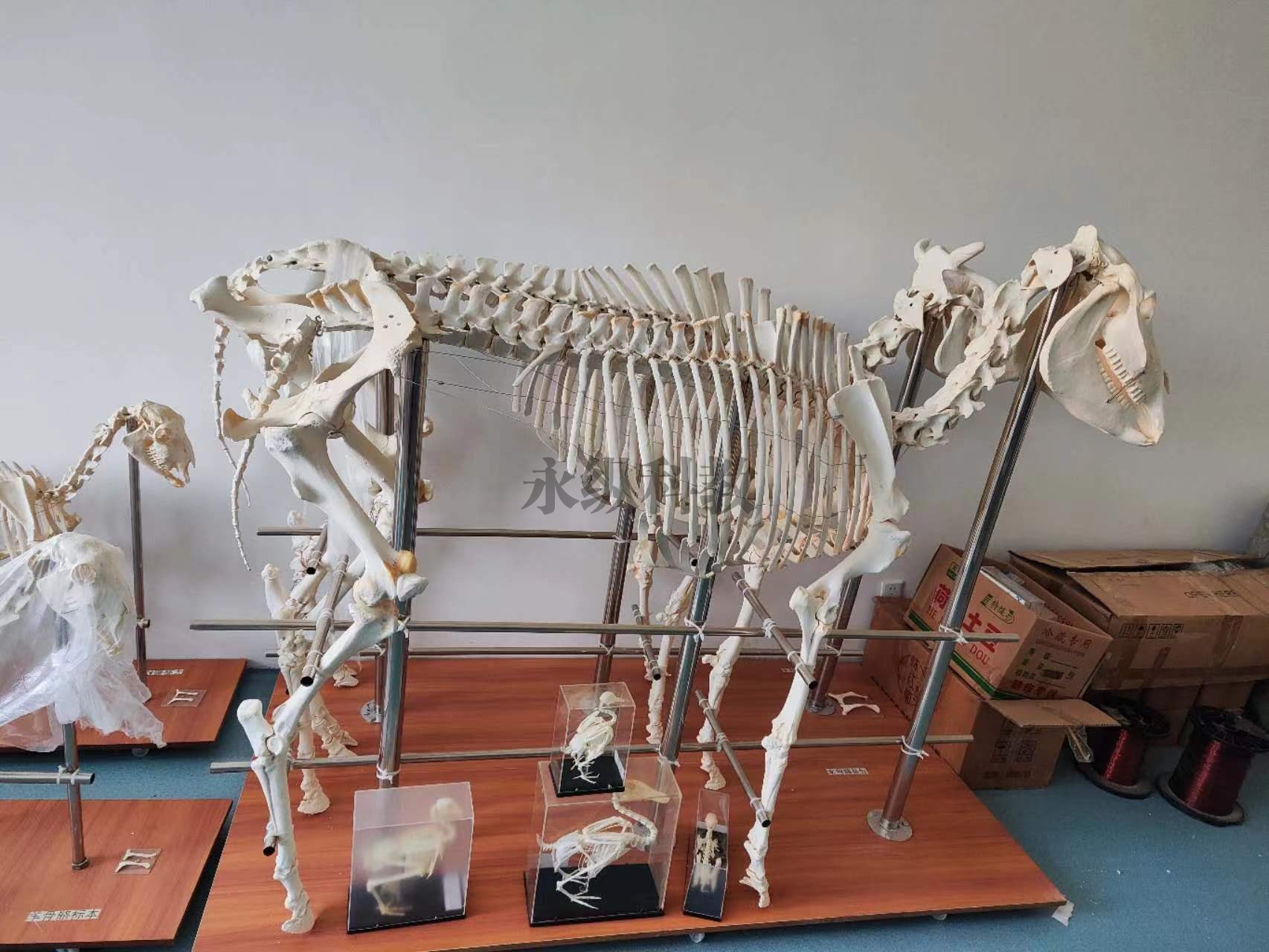 齐齐哈尔动物骨骼标本