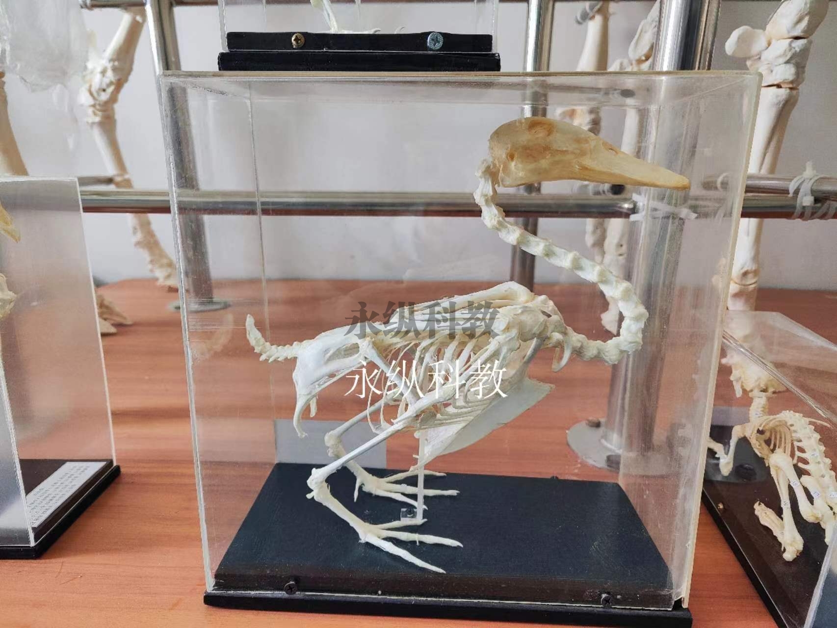 海东动物骨骼标本