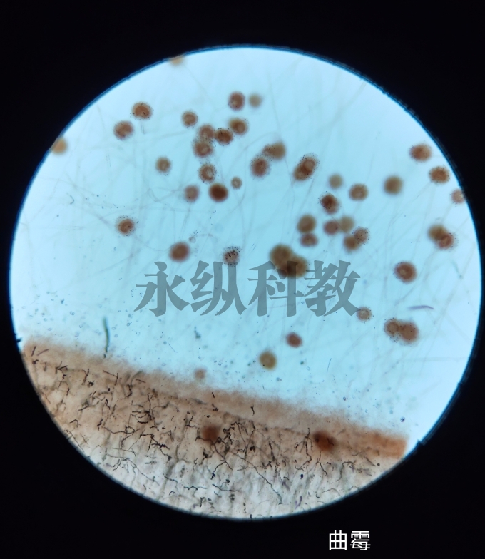 南平微生物切片