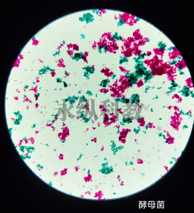昆明微生物切片