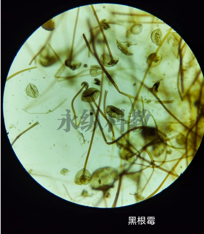 玉树微生物切片